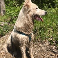 Weißer Schäferhund in Gatschlacke