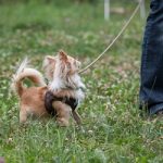 Chihuahua Langhaar beim Training zum Gehen an lockerer Leine