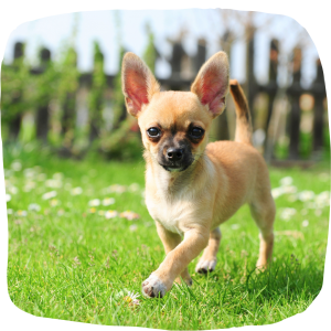 Simply Dog Welpenschule für Hunde kleiner Rassen - Minihunde