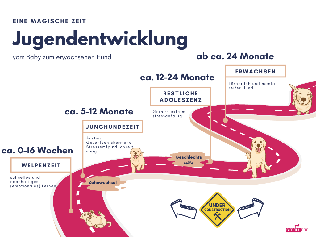 Welpenschule Jugendentwicklung